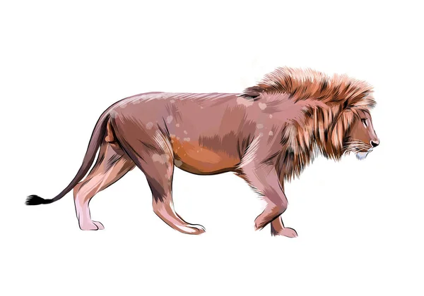 Portrait d'une tête de lion d'une éclaboussure d'aquarelle — Image vectorielle