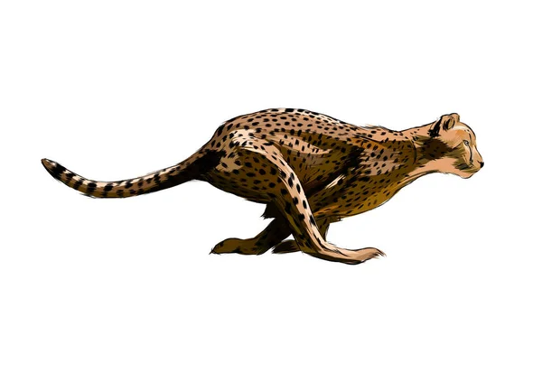 Cheetah de um respingo de aquarela, desenho colorido, realista — Vetor de Stock