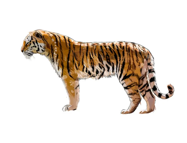 Harimau dari percikan cat air, gambar berwarna, realistis - Stok Vektor