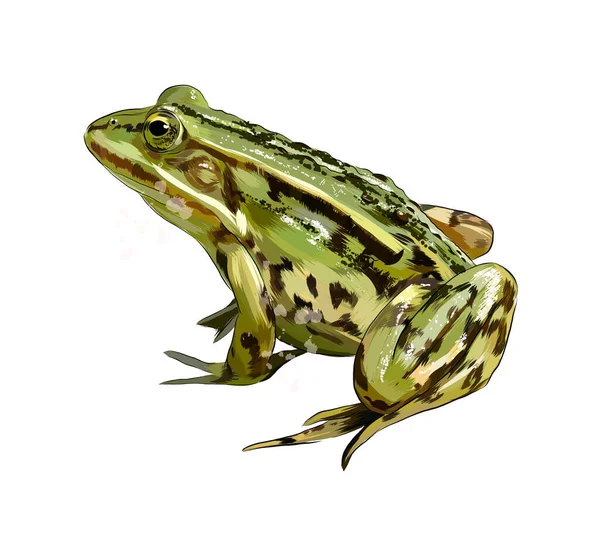 Zielona żaba z odrobiną akwareli, kolorowy rysunek, realistyczny — Wektor stockowy