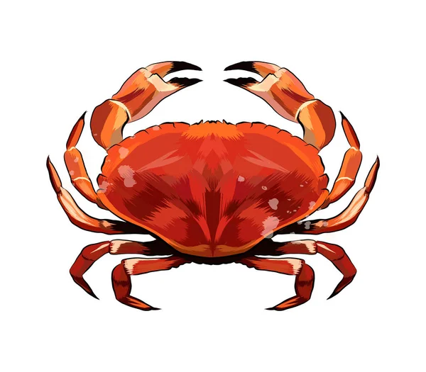 Rote Krabbe aus einem Spritzer Aquarell, farbige Zeichnung, realistisch — Stockvektor