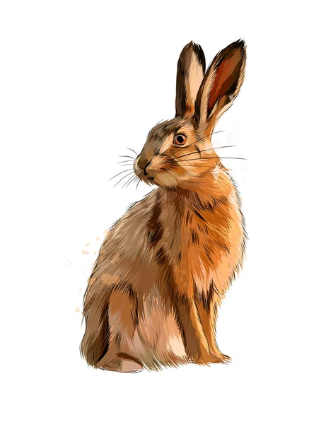 Liebre, conejo de un chapoteo de acuarela, dibujo en color, realista — Archivo Imágenes Vectoriales