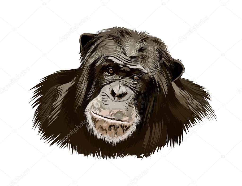 Monkey chimpanzee head portrait from a splash of watercolor, colored drawing, realistic