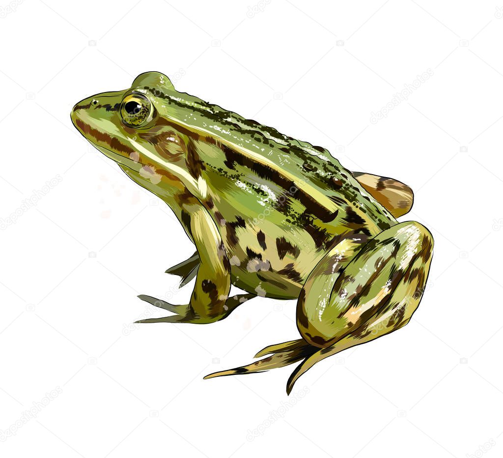 Green frog from a splash of watercolor, colored drawing, realistic