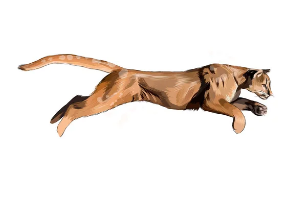Puma, puma egy csepp akvarell, színes rajz, reális — Stock Vector