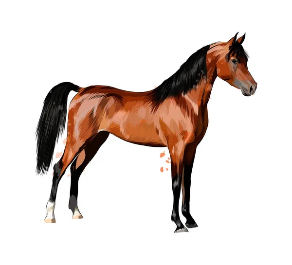 Paard uit een scheut aquarellen. Handgetekende schets — Stockvector