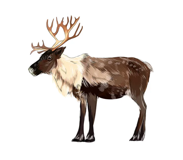 ReinDeer portré egy csepp akvarell, színes rajz, reális — Stock Vector