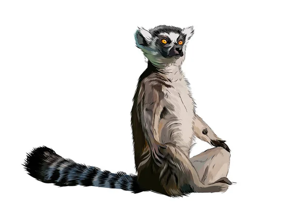 Lemur aus einem Spritzer Aquarell, farbige Zeichnung, realistisch — Stockvektor