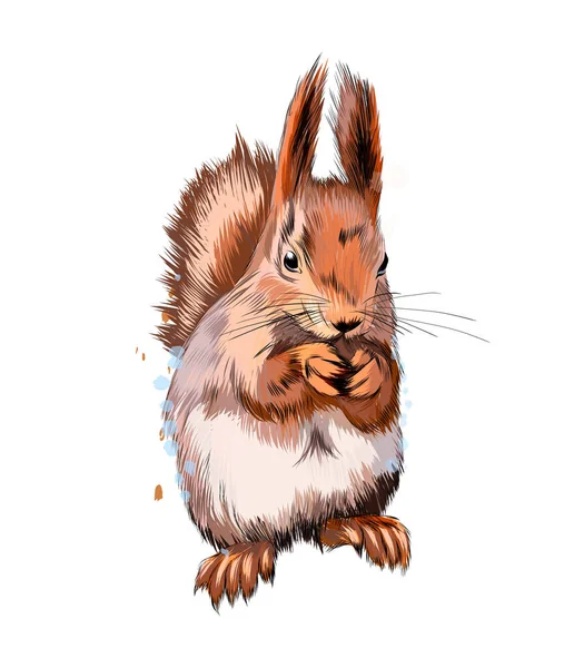 Eurazjatycka czerwona wiewiórka z odrobiną akwareli, kolorowy rysunek, realistyczny — Wektor stockowy