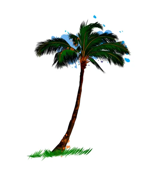 Παλάμη, τροπικό δέντρο από μια βουτιά υδατογραφία, χρωματιστό σχέδιο, ρεαλιστική — Διανυσματικό Αρχείο
