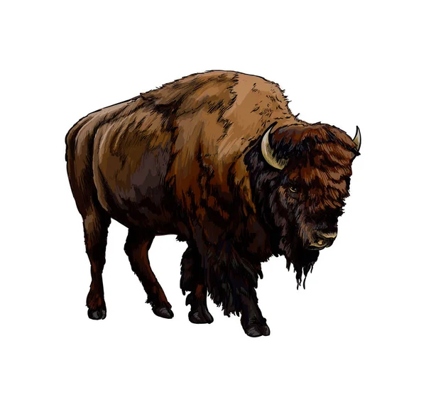 Bison, buffalo from a splash of watercolor, colored drawing, realistic — Stock Vector