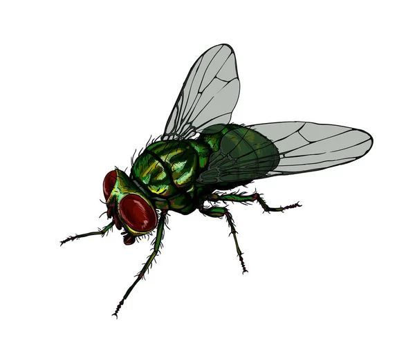 Housefly da una spruzzata di acquerello, disegno a colori, realistico — Vettoriale Stock