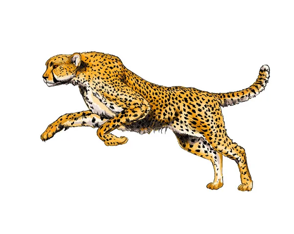 Cheetah van een plons van aquarel, kleurig schilderstuk, realistisch — Stockvector