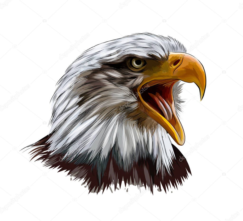 Bald eagle head portrait from a splash of watercolor, colored drawing, realistic