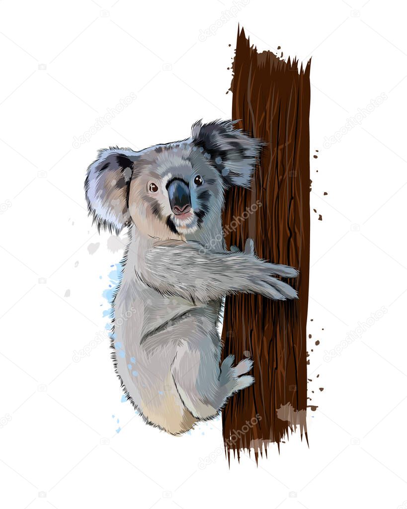 Koala from a splash of watercolor, colored drawing, realistic