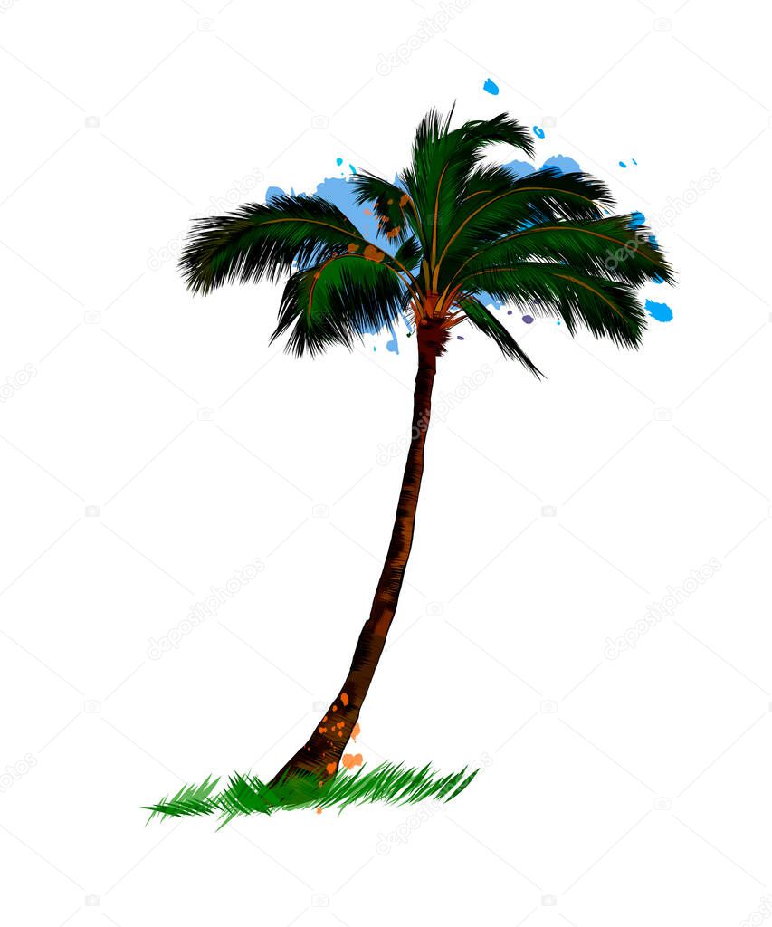 Palm, tropical tree from a splash of watercolor, colored drawing, realistic