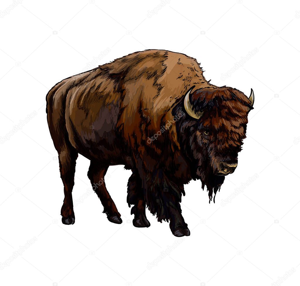Bison, buffalo from a splash of watercolor, colored drawing, realistic