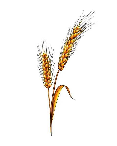 Orecchie di grano da una spruzzata di acquerello, disegno colorato, realistico — Vettoriale Stock