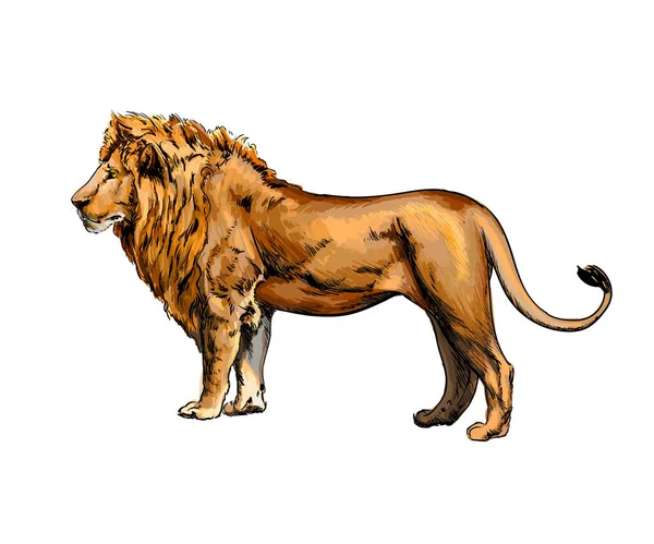 Retrato de un león de una salpicadura de acuarela, dibujo en color, realista — Vector de stock