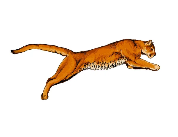 Puma, puma de um respingo de aquarela, desenho colorido, realista — Vetor de Stock