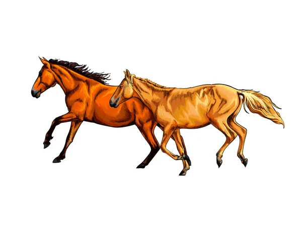 Dos caballos corren a galope de un chorro de acuarela, boceto dibujado a mano — Vector de stock