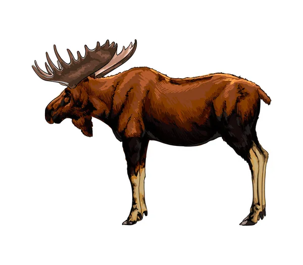 Moose da una spruzzata di acquerello, disegno a colori, realistico — Vettoriale Stock