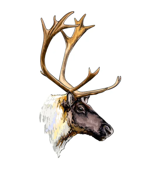 ReinDeer head portrait from a splash of watercolor, colored drawing, realistic — Stock Vector