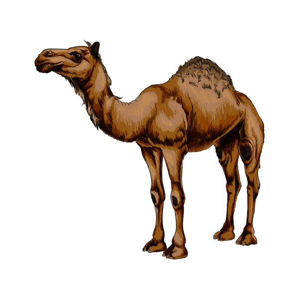 Arabian camel from a splash of watercolor, colored drawing, realistic