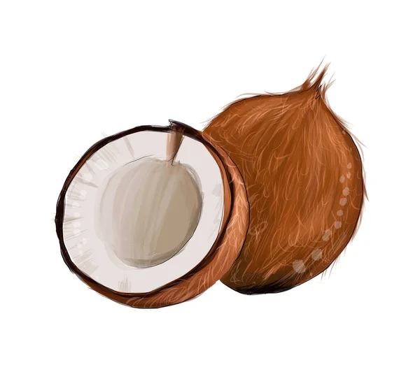 Conjunto de coco entero, mitades de coco de salpicadura de acuarelas, dibujo de color, realista — Vector de stock