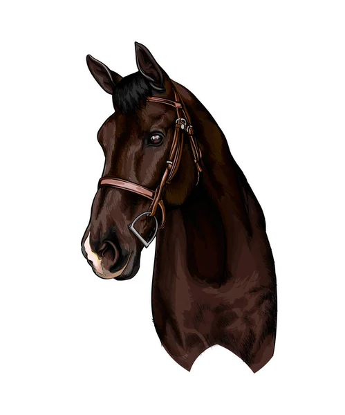 Testa di cavallo ritratto da spruzzi di acquerello, disegno a colori, realistico — Vettoriale Stock