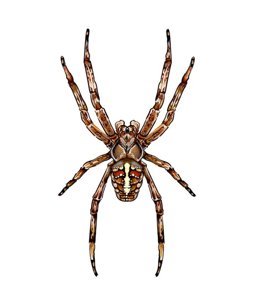 Spider jardin araignée Araneus une sorte d'araignée de la famille des araignées Orbe-araignées — Image vectorielle