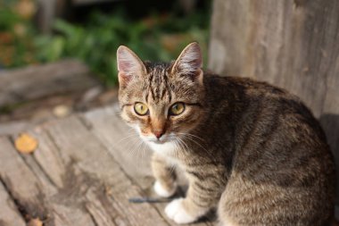 Çizgili bir kedi yavrusu yazın verandada oturuyor.