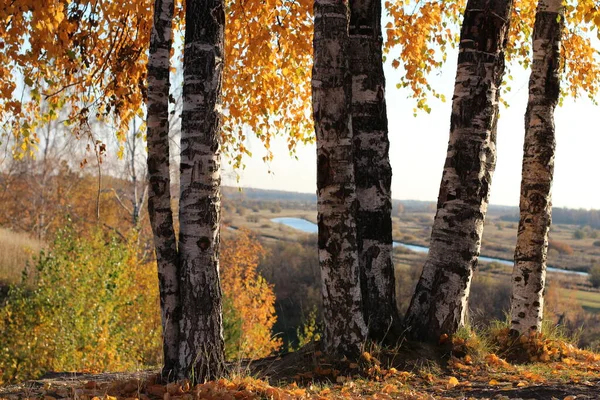 Podzimní Bříza Pozadí Žlutého Listí — Stock fotografie