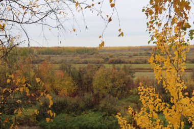 Kozalaklı bir kış akşamı 