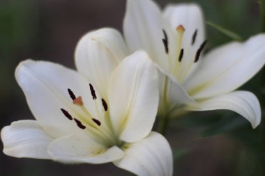 Zambak kokusu. Çiçek tarlası.