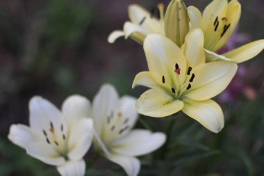 Zambak kokusu. Çiçek tarlası.