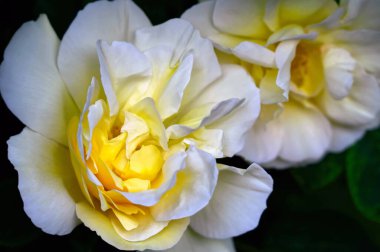 Beyaz York Gülü Çiçekleri (Rosa alba semiplena; Almanca: Weie Bauernrose)