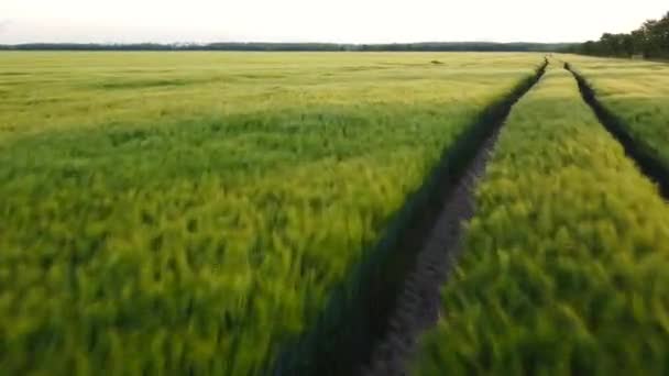 ドローンは6月中旬にライプツィヒ ドイツ 付近の緑の穀物畑を離陸します — ストック動画