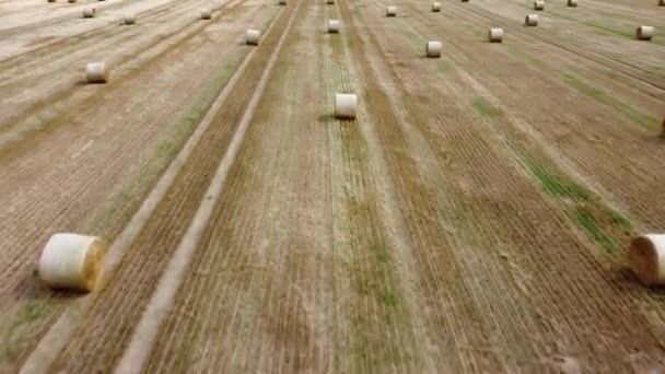Let Dronem Nad Sklizeným Obilným Polem Slámovými Balíky Zemědělská Scéna — Stock video