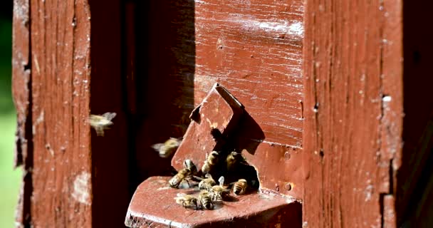 Tráfico Aéreo Ocupado Entrada Una Colmena Las Abejas Van Regresan — Vídeos de Stock