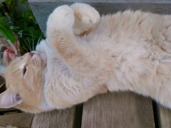 Katt Vackert Poserar Med Tassar — Stockfoto