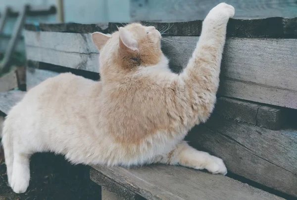 Кошка Красиво Позирует Отдыхает — стоковое фото
