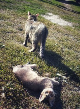 Kedilerle yaz tatili