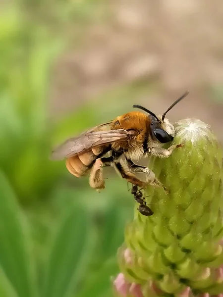 Bee Collects Pollen Flower — Stock Photo, Image