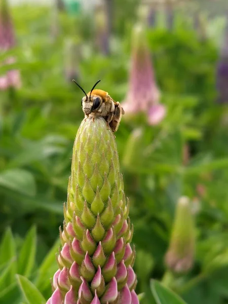 Bee Collects Pollen Flower — Stock Photo, Image