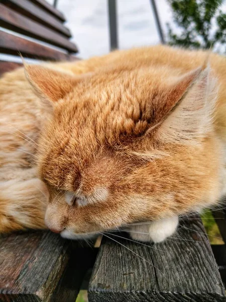 Кошка Сладко Спит — стоковое фото