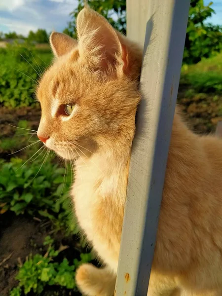 Gato Está Observando Natureza — Fotografia de Stock