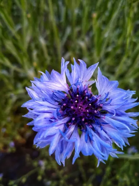 Cornflower Roxo Cresce Campo — Fotografia de Stock