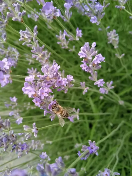 Bee Lavender Collecting Pollen Sunset — Stock Photo, Image