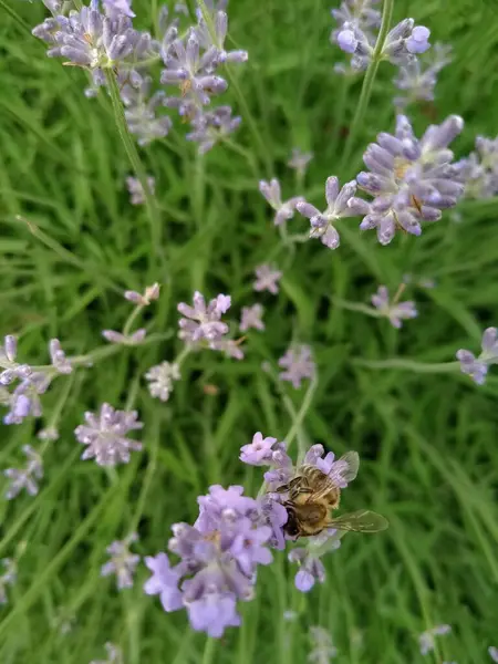Včela Levanduli Sbírá Pyl Při Západu Slunce — Stock fotografie